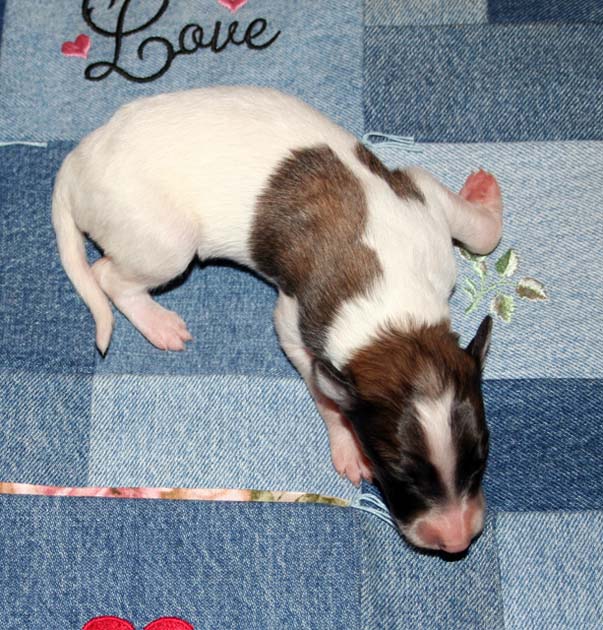 Puppy 2 - Spotted Red Boy - Right Turn